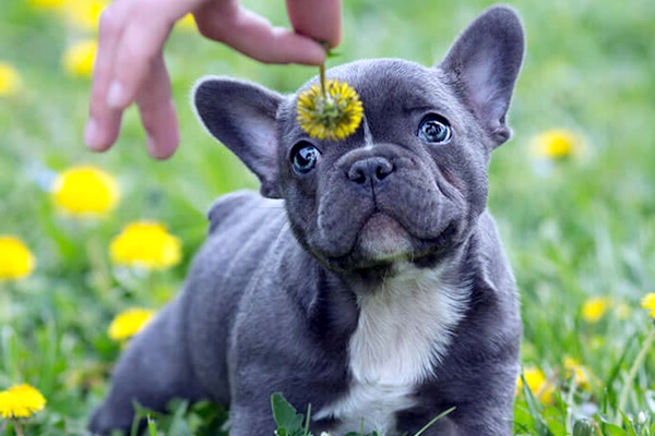 cucciolo di bulldog francese