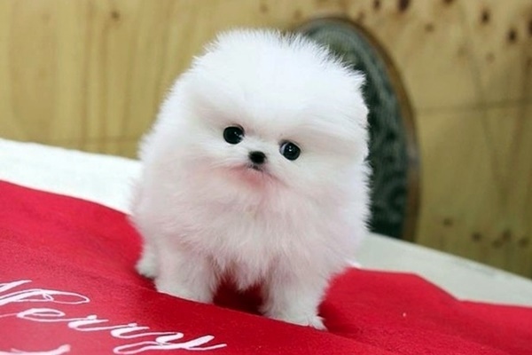 cucciolo di pomerania