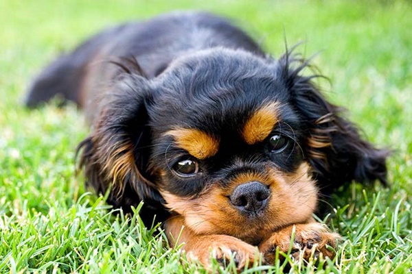 cucciolo di cavalier king charles spaniel