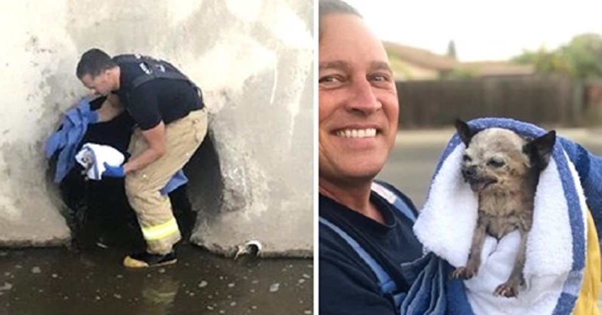 Cucciolo caduto in un canale viene salvato dai vigili del fuoco