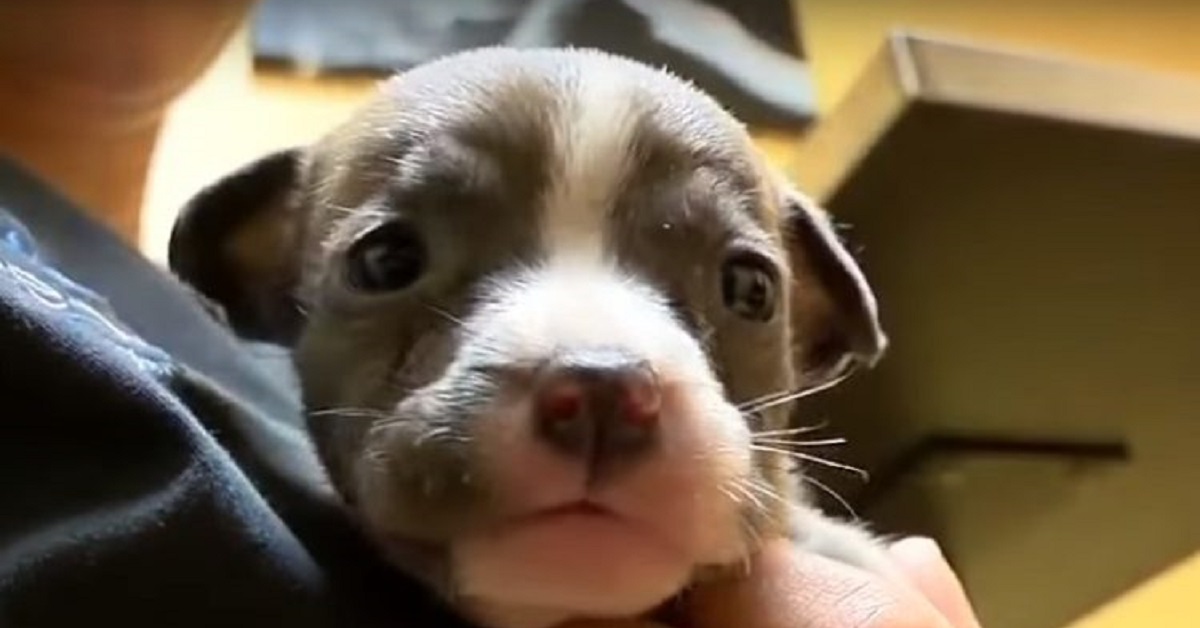 Cucciolo in serio pericolo di vita viene salvato da un operazione chirurgica