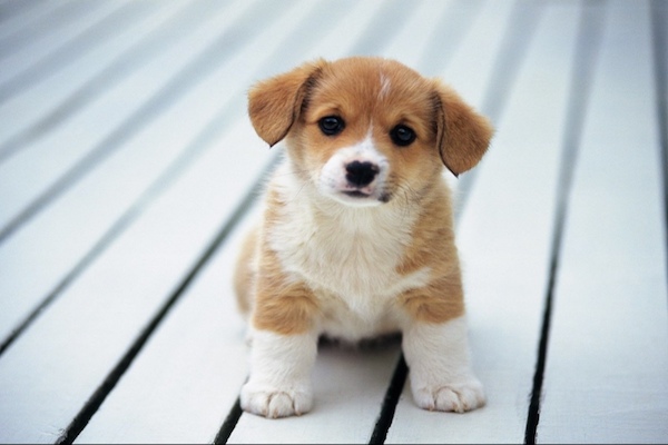 cagnolino cucciolo