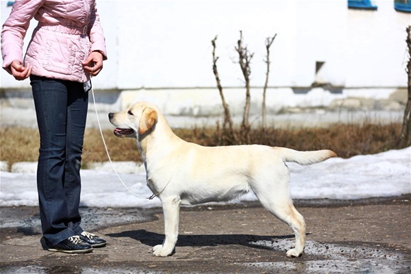 cane al guinzaglio