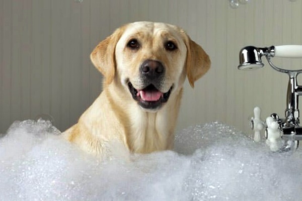 bagno per il cane