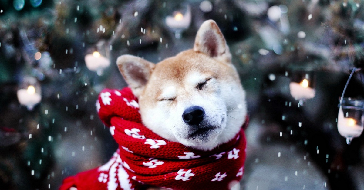 Cura del cane in inverno: 7 consigli imprescindibili