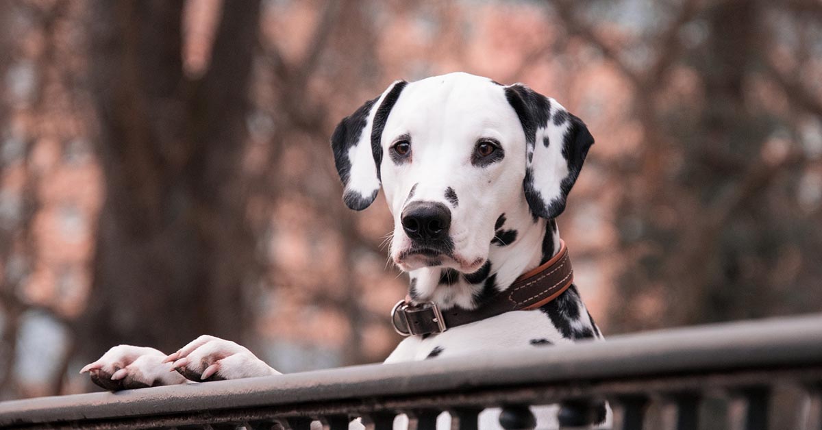 6 consigli per crescere un cane equilibrato (e felice)