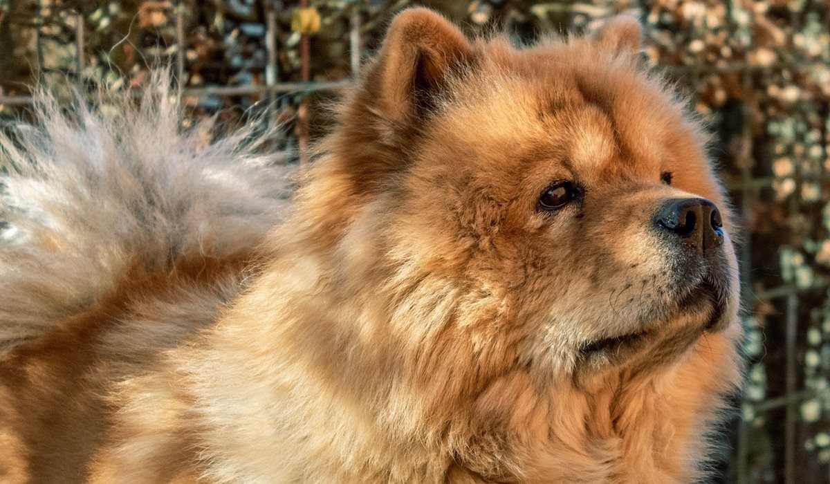 cane chow chow