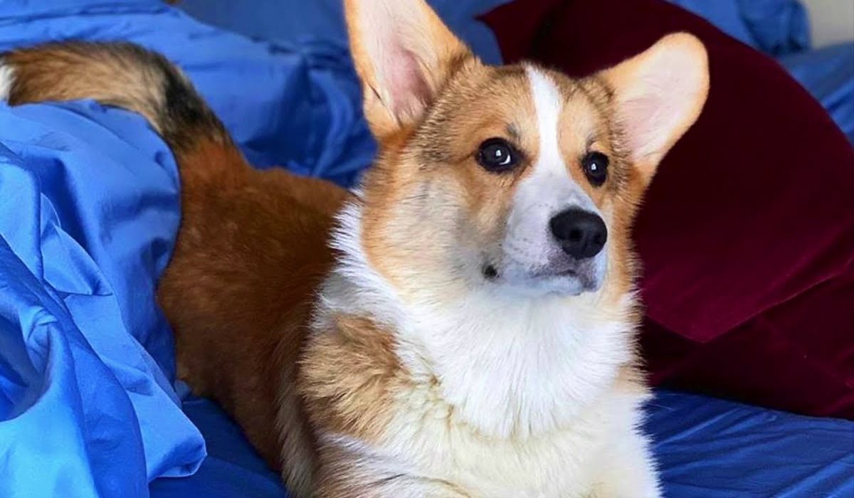 cane welsh corgi