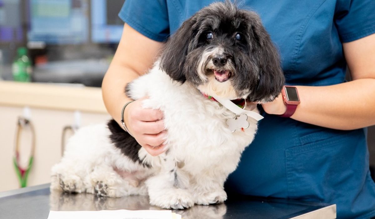 cagnolino dal veterinario