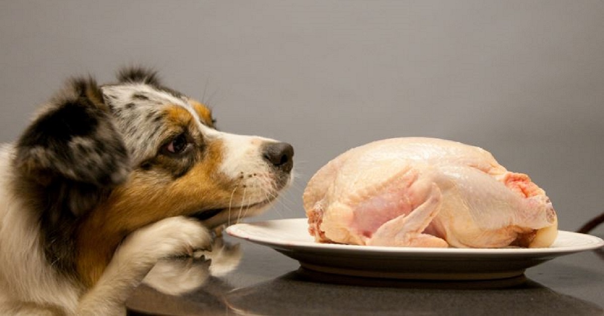 Dieta crudista per il cane: cos’è e in cosa funziona