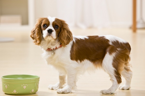 cane e ciotola