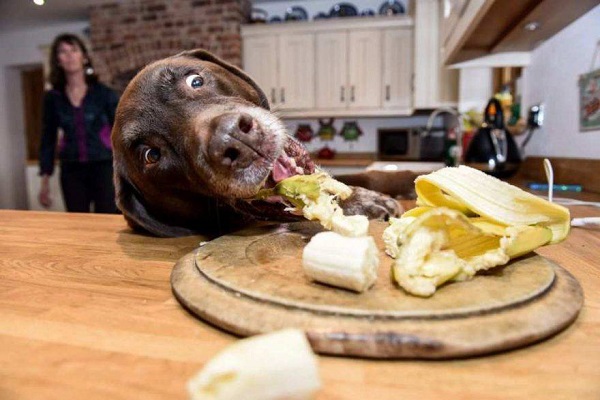 cane ruba cibo