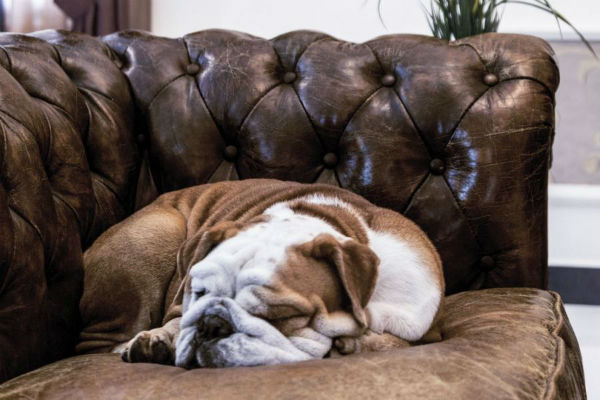 cane sulla poltrona