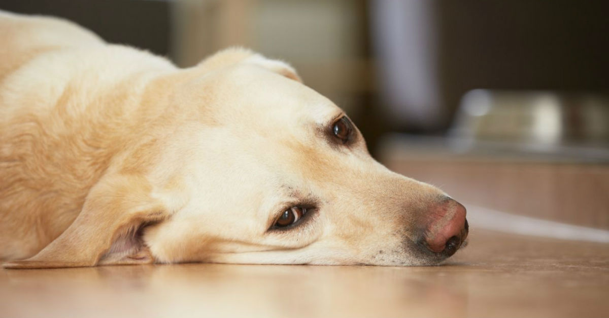 Dieta per cani con il cancro: i nutrienti da dargli