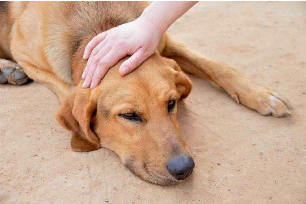 cane coricato