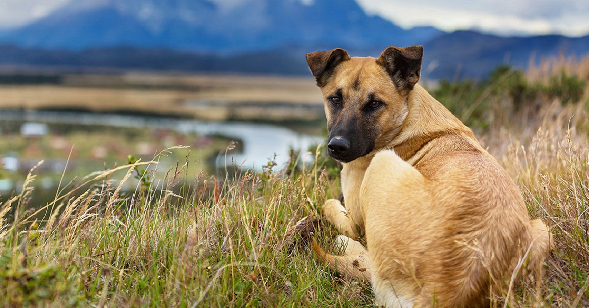 Disturbi delle ghiandole anali del cane: i più comuni