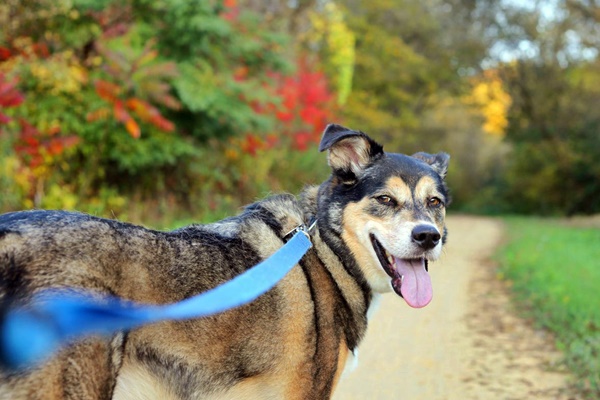 cane anziano a passeggio