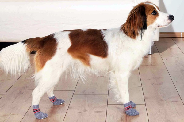 calzini antiscivolo per cani