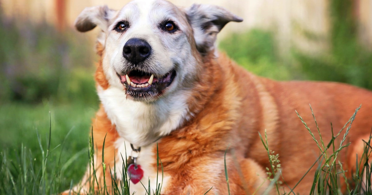 5 suggerimenti per il divertimento del cane anziano