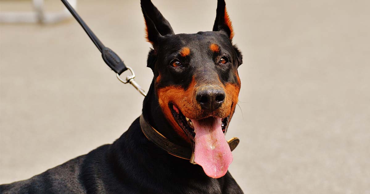 Come acclimatare un cane in casa usando il guinzaglio