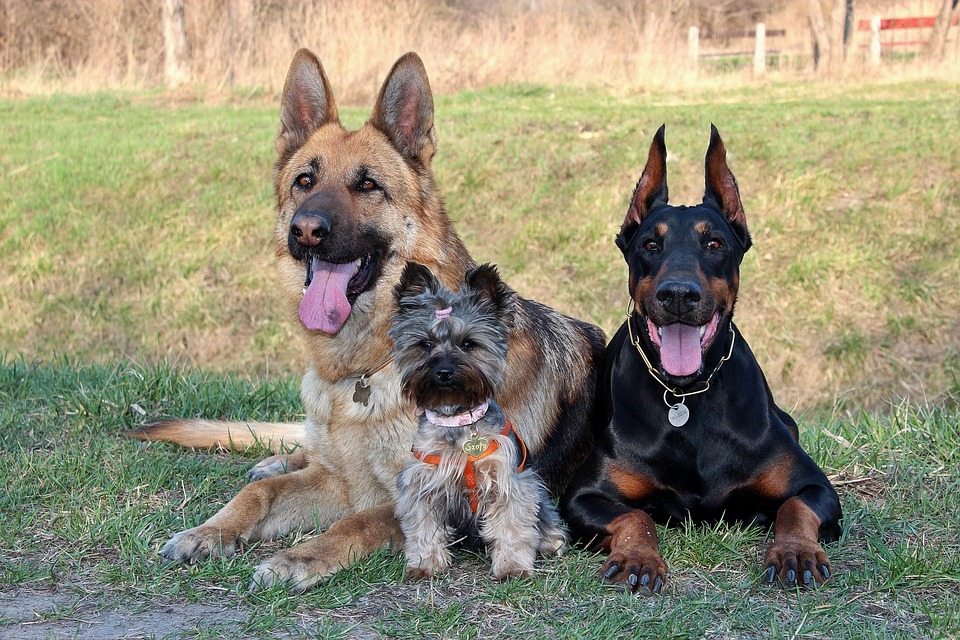 Razze di cani tedesche: quali sono?