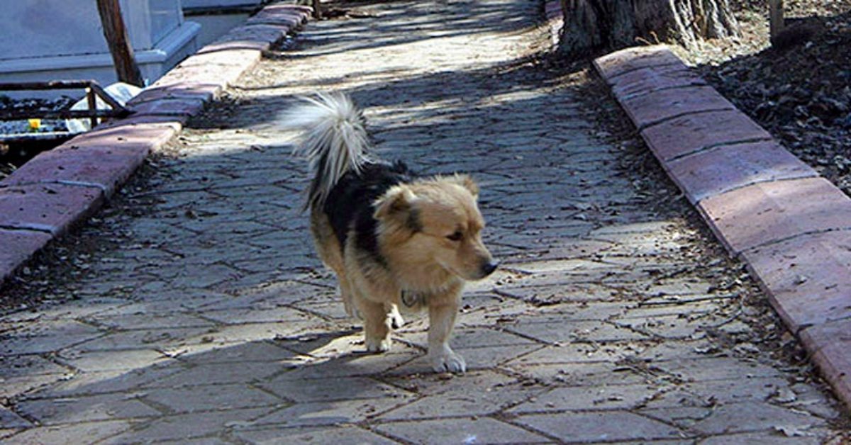 cane anziano che passeggia