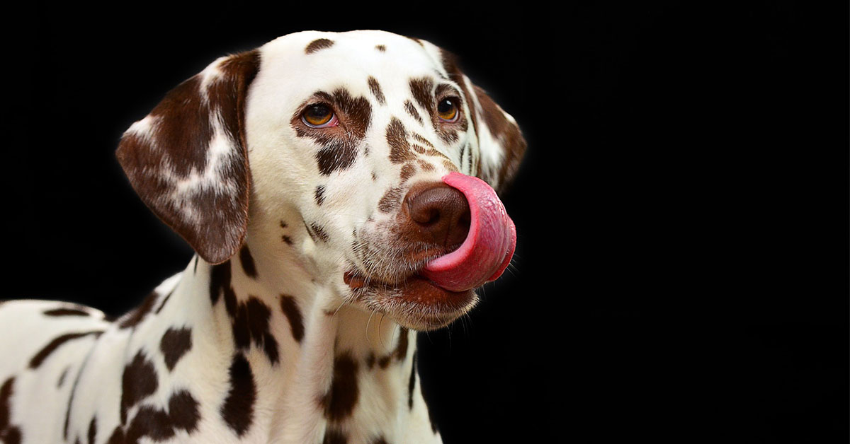 I cani hanno il senso del gusto? Sentono i sapori?