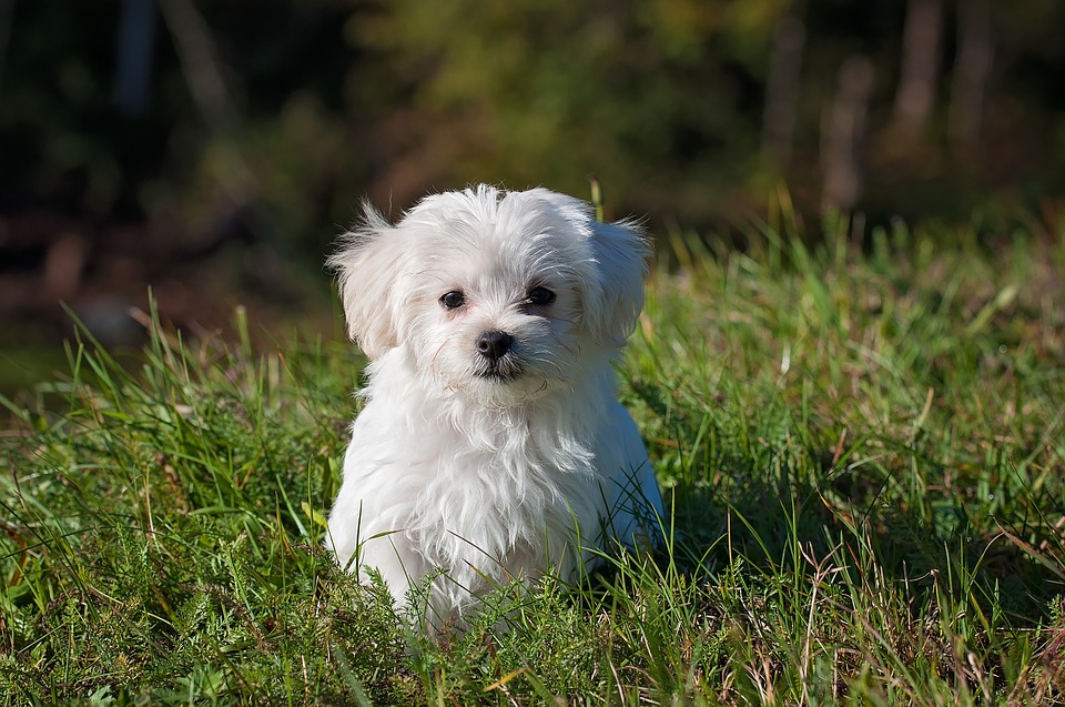 Cani sui 5 kg, quali sono?