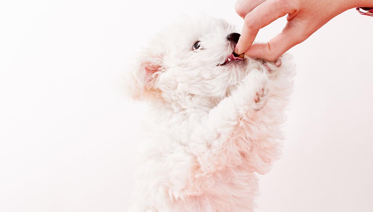 I cani possono mangiare il parmigiano?