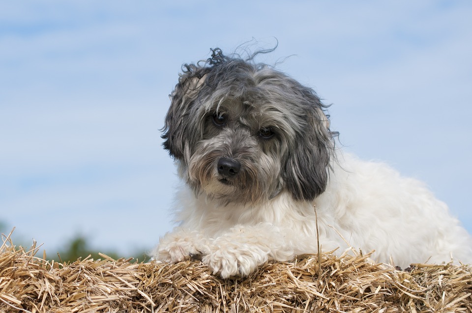 10 razze di cani con origini strane e davvero insolite