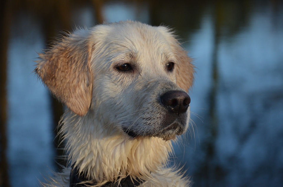 Insulinoma del cane: cause, sintomi e diagnosi della malattia