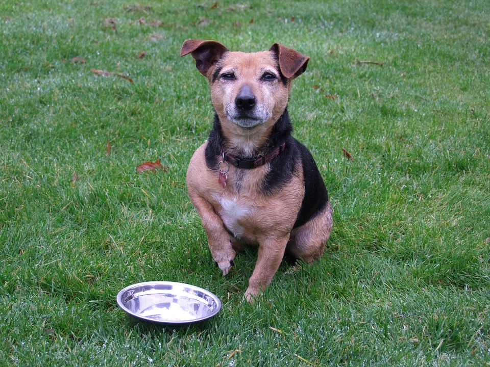 Cani e verdure fermentate: tutto quello che bisogna sapere