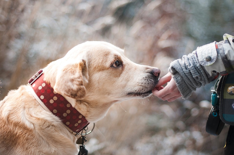 Il cane può mangiare il riso venere?