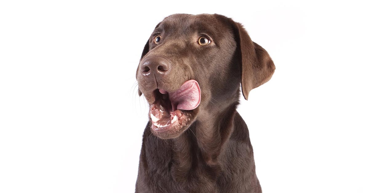 I cani possono mangiare il gorgonzola?