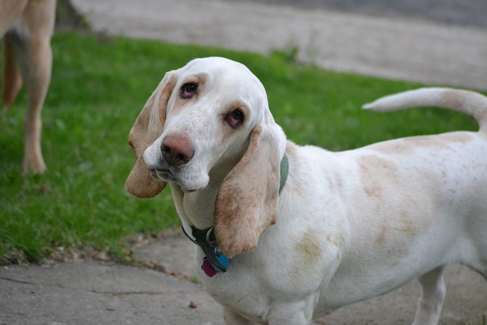 Cani che masticano tutto: ecco i quattro zampe masticatori seriali