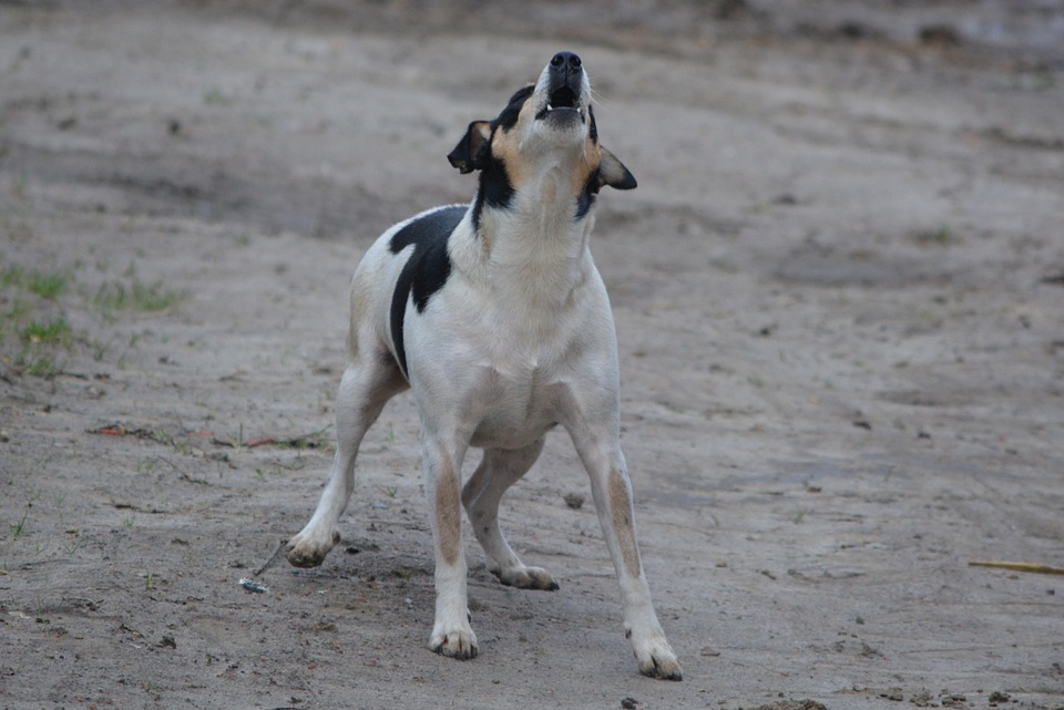 Razze di cani loquaci: quali sono quelle che "parlano" di più?