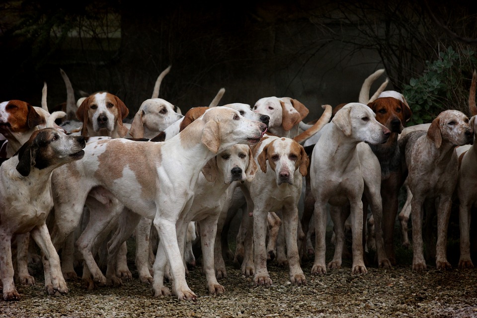 Cucciolata di cani con padri diversi: esiste?