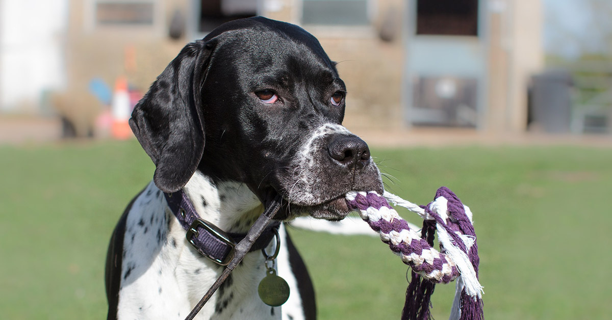 10 razze di cani con origini strane e davvero insolite