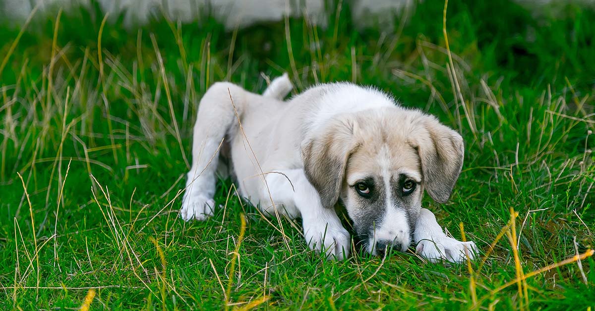 Atresia dell’ano del cane: cos’è? Si cura?  