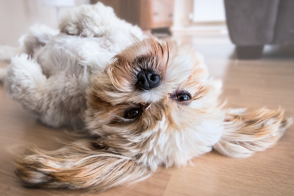 I cani sentono i peli sui loro occhi o non gli danno fastidio?