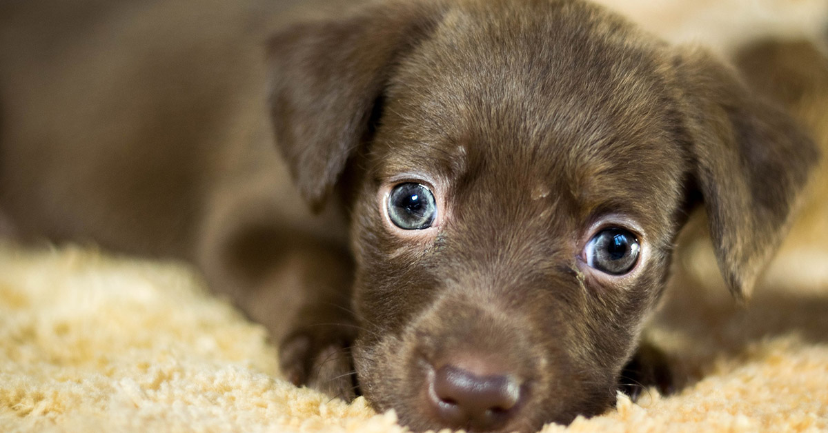 Razze di cani con orecchie delicate: quali hanno bisogno di cure settimanali