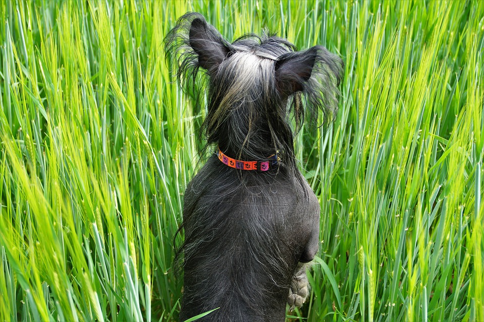 10 razze di cani con origini strane e davvero insolite