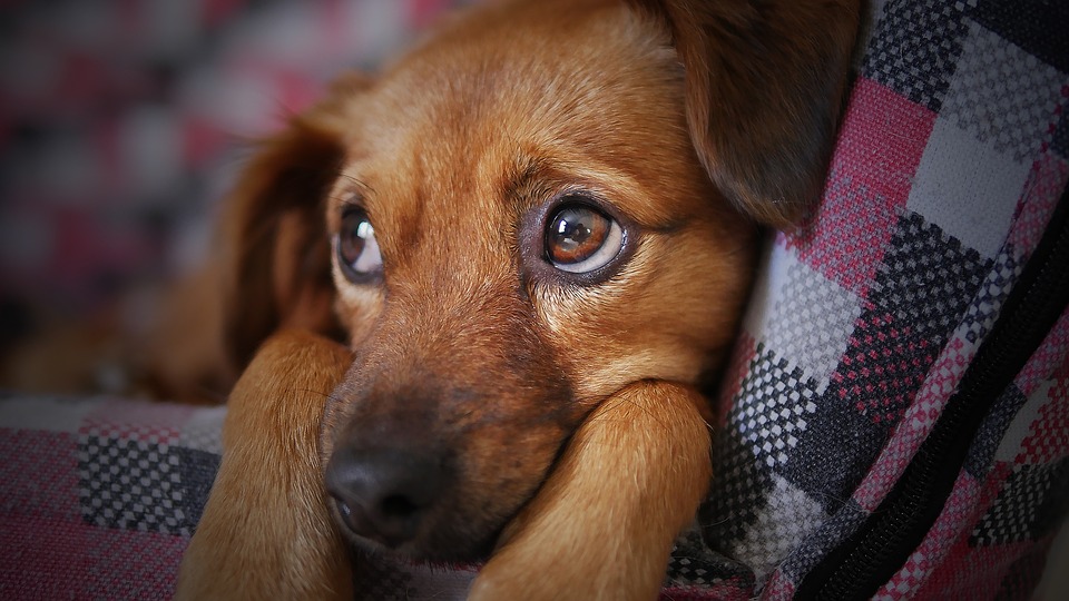 Perché il cane anziano ha paura del cucciolo?