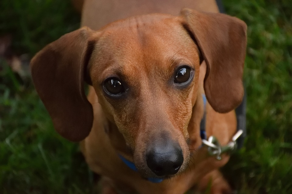 Razze di cani con orecchie delicate: quali hanno bisogno di cure settimanali