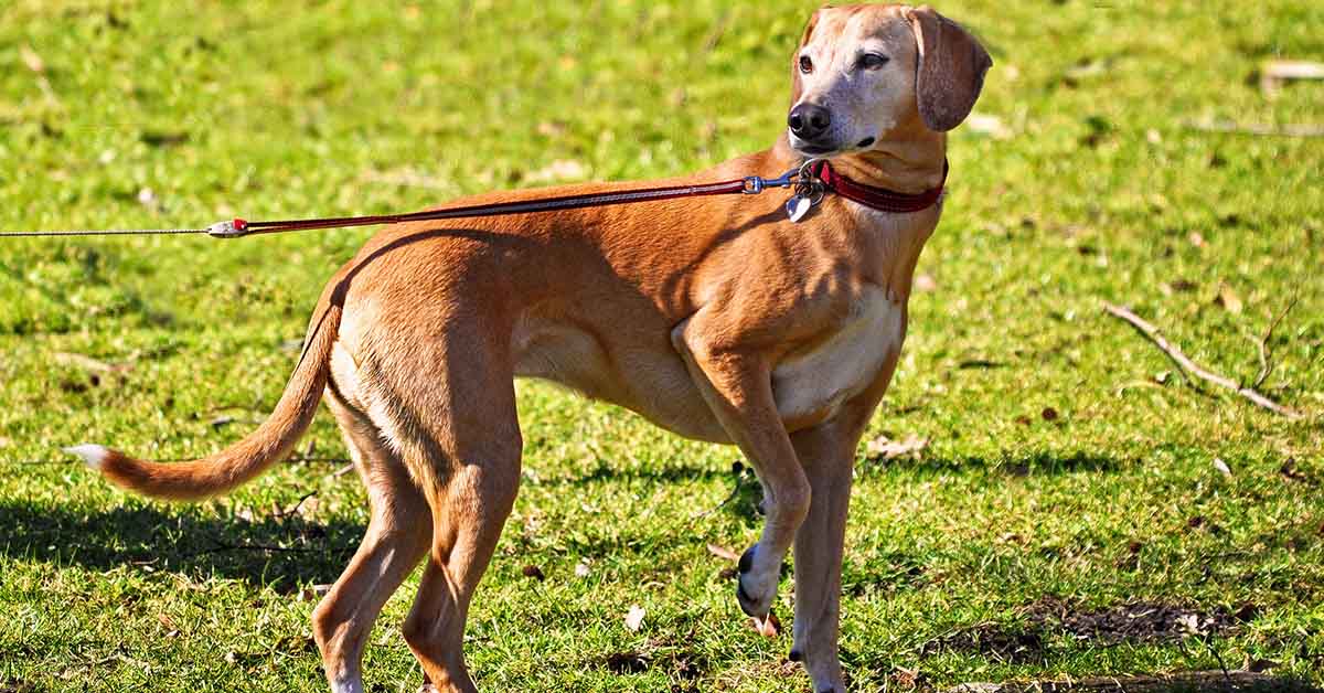 Il cane usa di più la zampa destra (o sinistra)? Ecco che significa