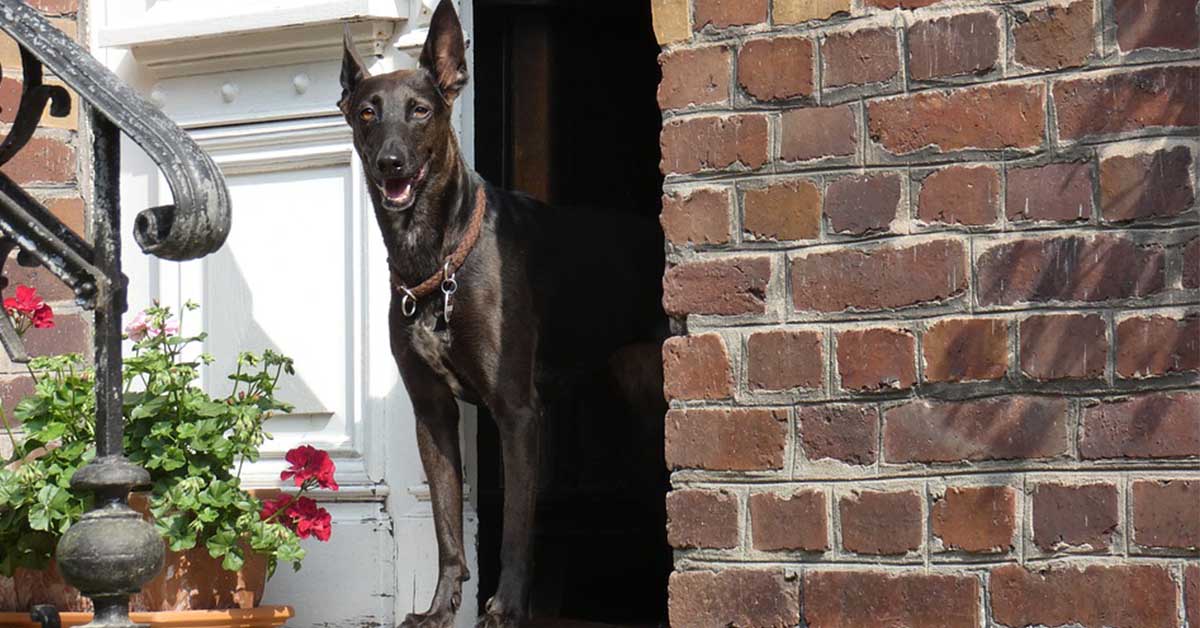 Cane che si fionda fuori dalla porta: come riuscire a impedirglielo