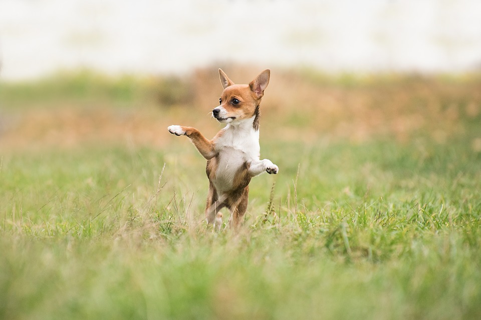 Come fa il cane a decidere dove fare la pipì?