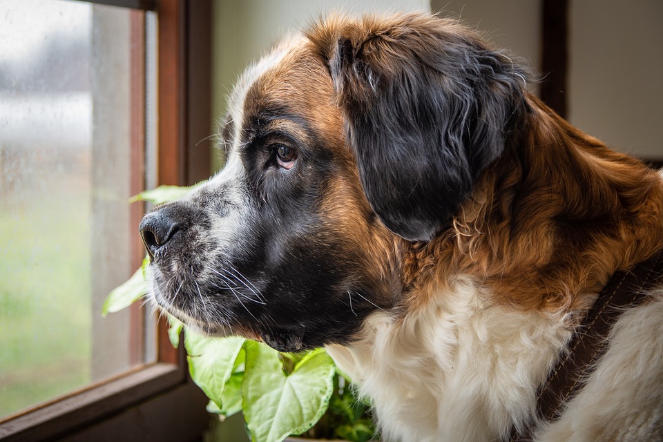 10 razze di cani giganti che si sentono piccoli per sempre 