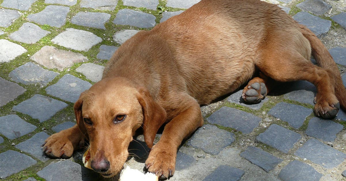 I cani possono mangiare la ricotta?