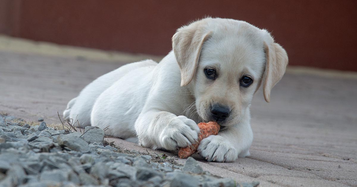 Cani e verdure fermentate: tutto quello che bisogna sapere